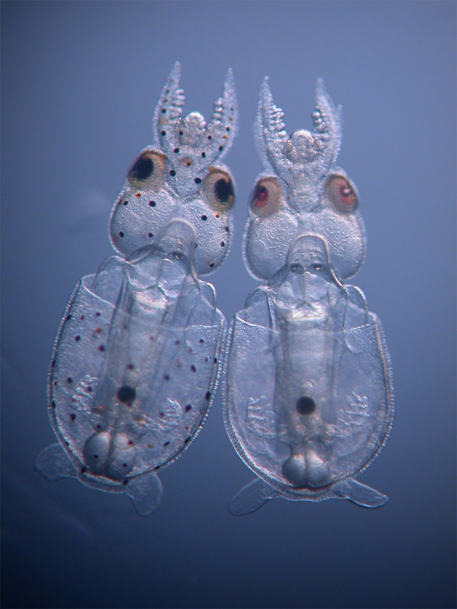 Longfin inshore squid (Doryteuthis pealeii) hatchlings. On the left is a control hatchling; note the black and reddish brown chromatophores evenly placed across its mantle, head and tentacles. In contrast, the embryo on the right was injected with CRISPR-Cas9 targeting a pigmentation gene (Tryptophan 2,3 Dioxygenase) before the first cell division ; it has very few pigmented chromatophores and light pink to red eyes. Credit: Karen Crawford