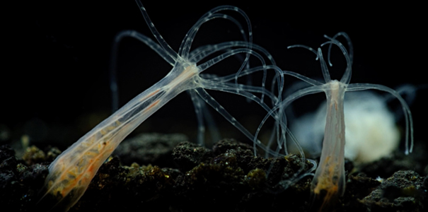 Nemostella-vectensis-starlet-sea-anemone
