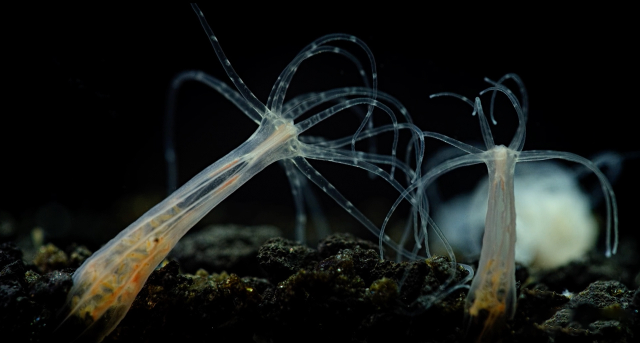 Native to the U.S. East Coast, Nematostella vectensis is an important research organism for fundamental studies in developmental, regenerative, and evolutionary biology. This is the first study to look at the impact of marsh pollutants on Nematostella’s growth, development, and microbiome. Credit: Marine Biological Laboratory/BioQuest Studios