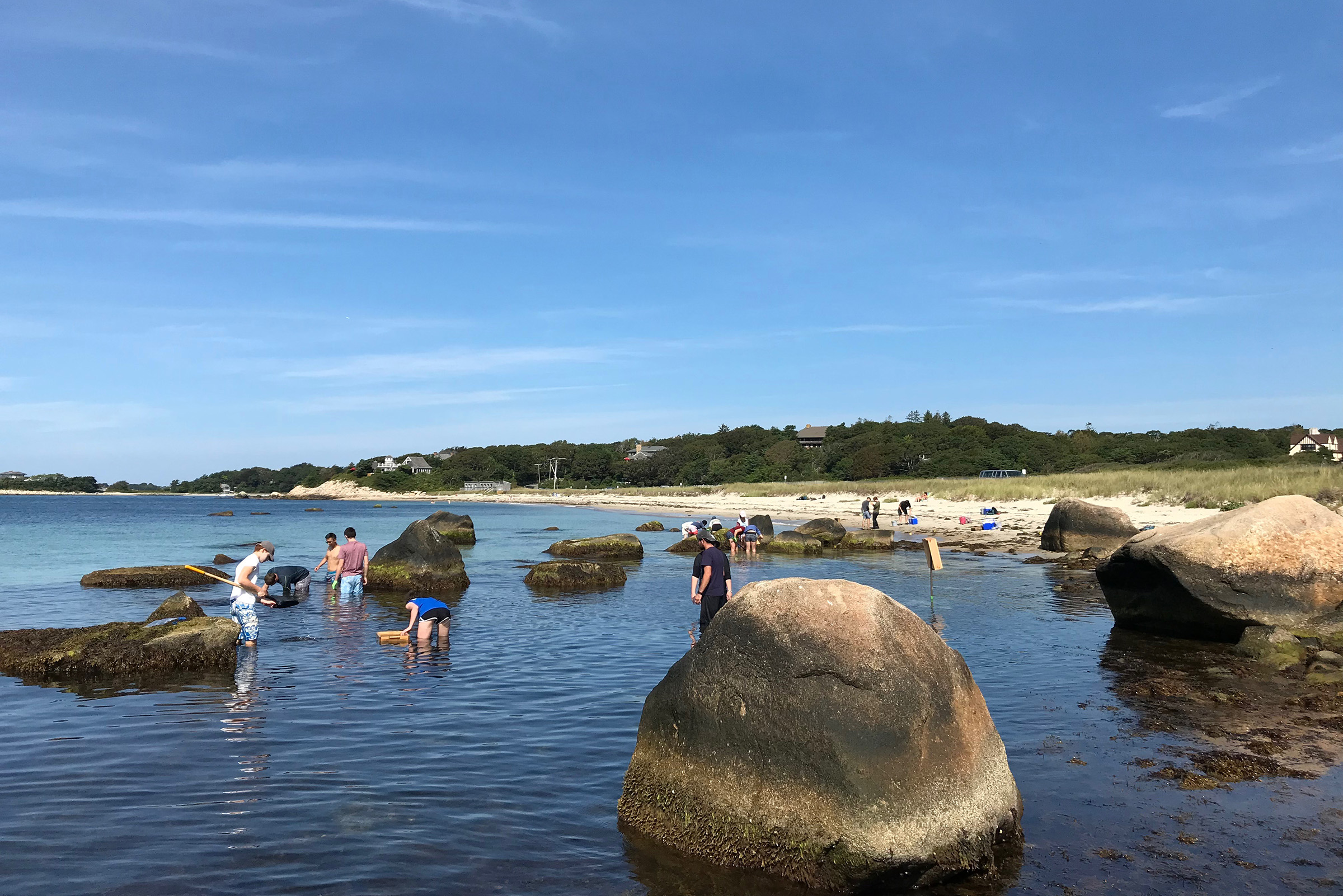 Students in “Biodiversity and Genomics” collect samples in Woods Hole. In this course, directed by Oscar Pineda-Catalan, groups of students undertook a “community biodiversity” project that involved morphologically and genetically identifying marine invertebrates collected from four field sites in the Woods Hole region. The data generated through these projects will be deposited into publicly available databases, such as iNaturalist and GenBank, so that they can be utilized by the greater scientific community. Credit: Oscar-Pineda Catalan.