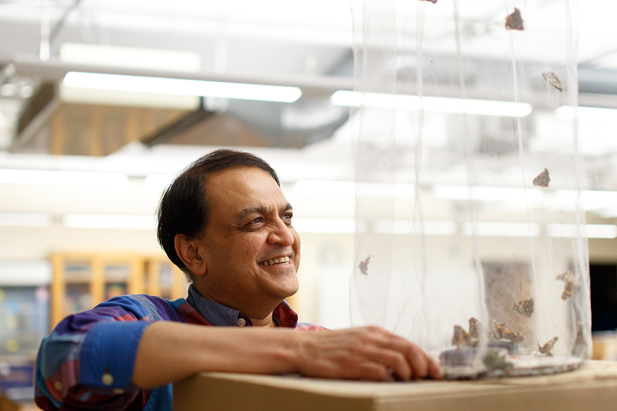 Nipam Patel with painted lady butterflies in Loeb Laboratory. Credit: Dee Sullivan