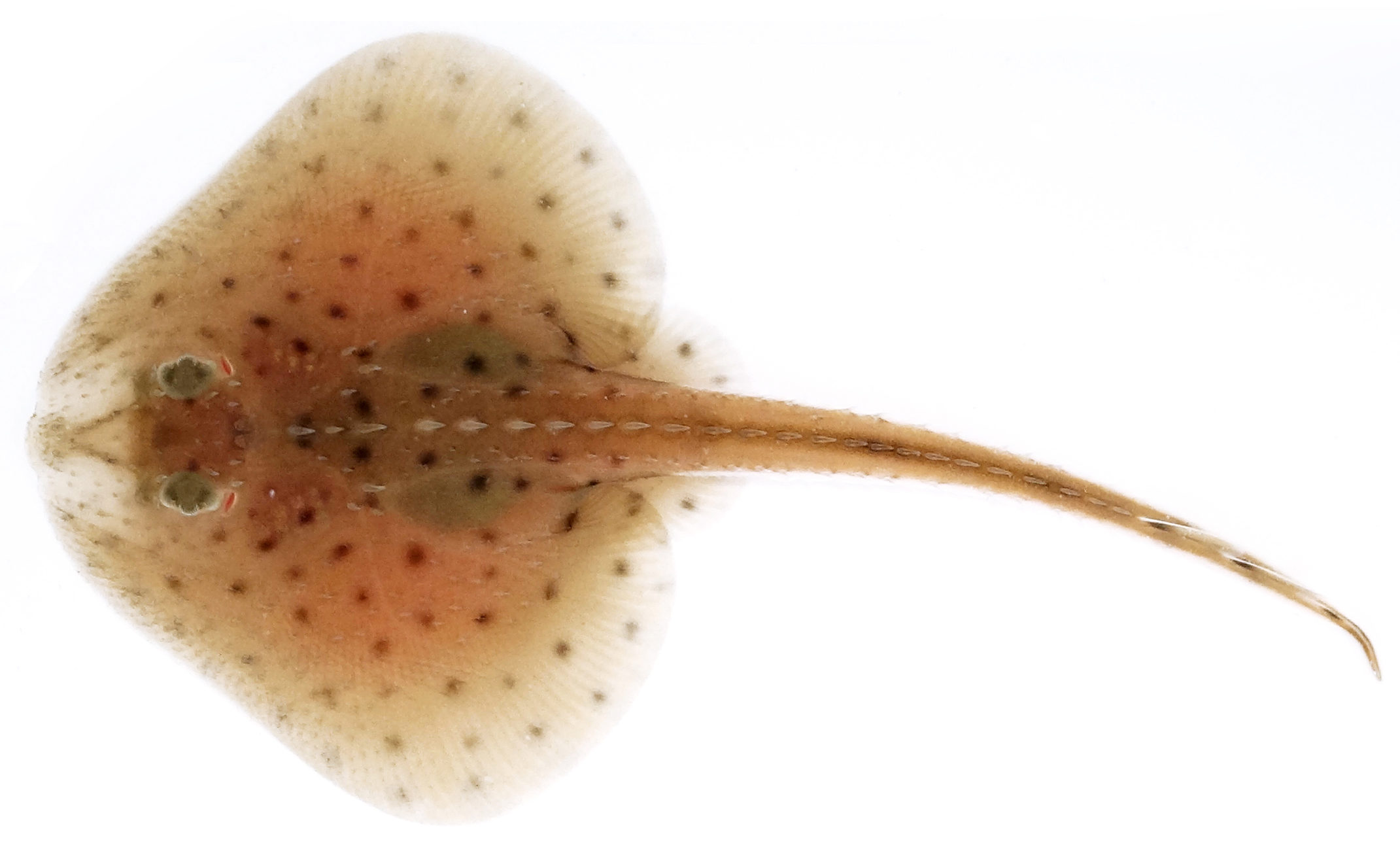 Little skate (Leucoraja erinacea) on a white background