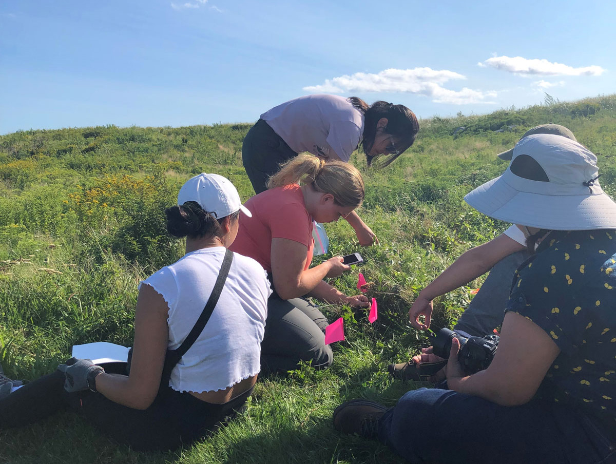 UChicago - MBL September Course students conducting a vegetation survey on Penikese Island. Here, they identify a plant using the phone app iNaturalist.