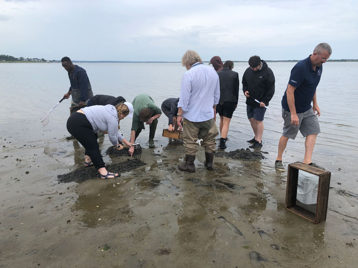 Students use rakes, shovels, and nets to search for intertidal marine invertebrates at a beach in Barnstable, Mass.