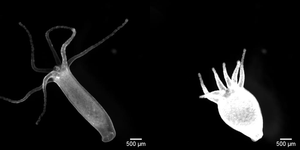 The Acrobatic Hydra Shows Off: How Environmental Cues Can Affect Behavior |  Marine Biological Laboratory