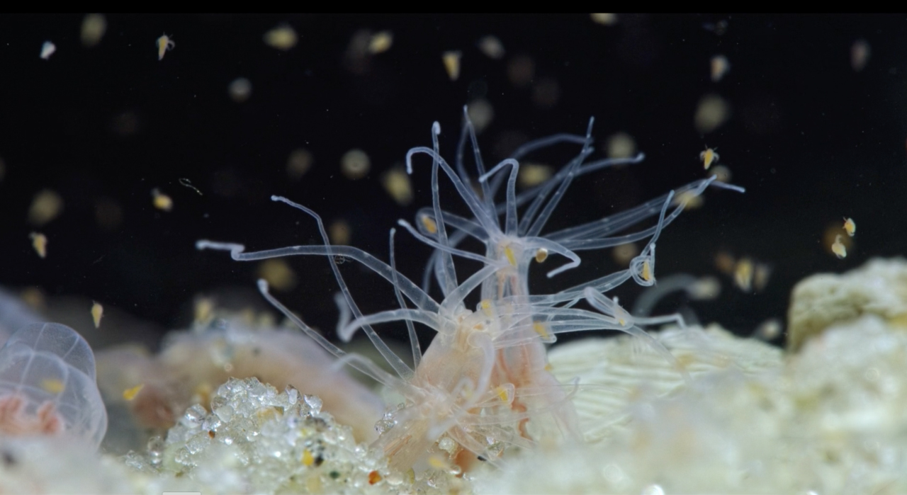 Nematostella has specialized stinging cells on its skin and tentacles that it uses for self-defense and predation. After exposure to common marsh pollutants, Nematostella embryos exhibit severe developmental defects, including decreased body size, missing or misshapen tentacles, and reduced numbers of stinging cells. Credit: Marine Biological Laboratory/BioQuest Studios