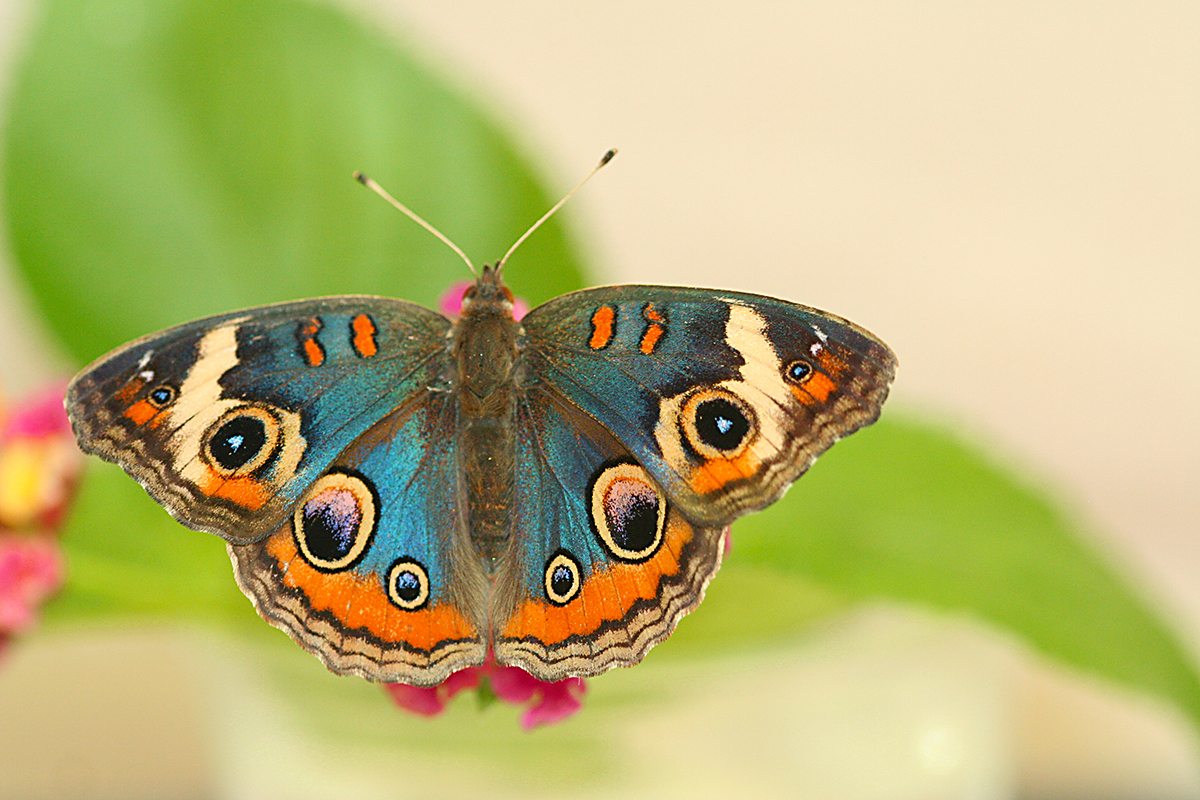 Buckeye butterfly (Junonia coenia) selectively bred to shift wing color from brown to blue. Credit: Edith Smith