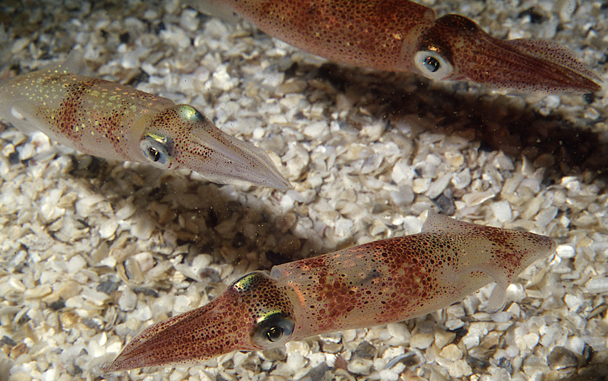 Doryteuthis pealeii, often called the Woods Hole squid. Studies with D. pealeii have led to major advances in neurobiology, including description of the fundamental mechanisms of neurotransmission. The Marine Biological Laboratory collects D. pealeii from local waters for an international community of researchers. Credit: Roger Hanlon