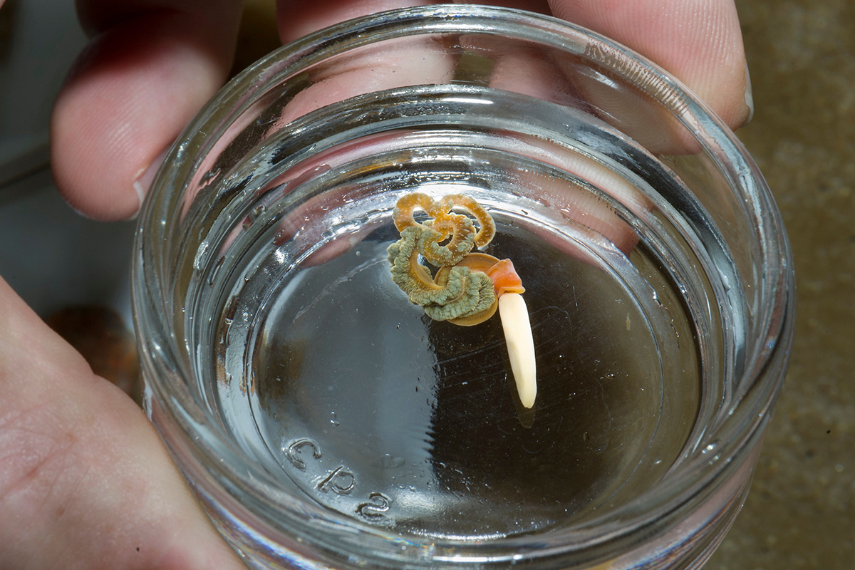 The acorn worm (Saccoglossus kowalevskii) is being used as a research organism by one of this year's Whitman Fellows. Credit: Tom Kleindinst