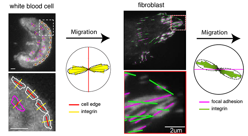 The images show the orientation of integrins (yellow and green lines) at the leading edge (red lines) of a migrating white blood cell and within the focal adhesions (magenta lines) of a migrating fibroblast, analyzed using the instantaneous fluorescence polarization microscope developed at MBL.