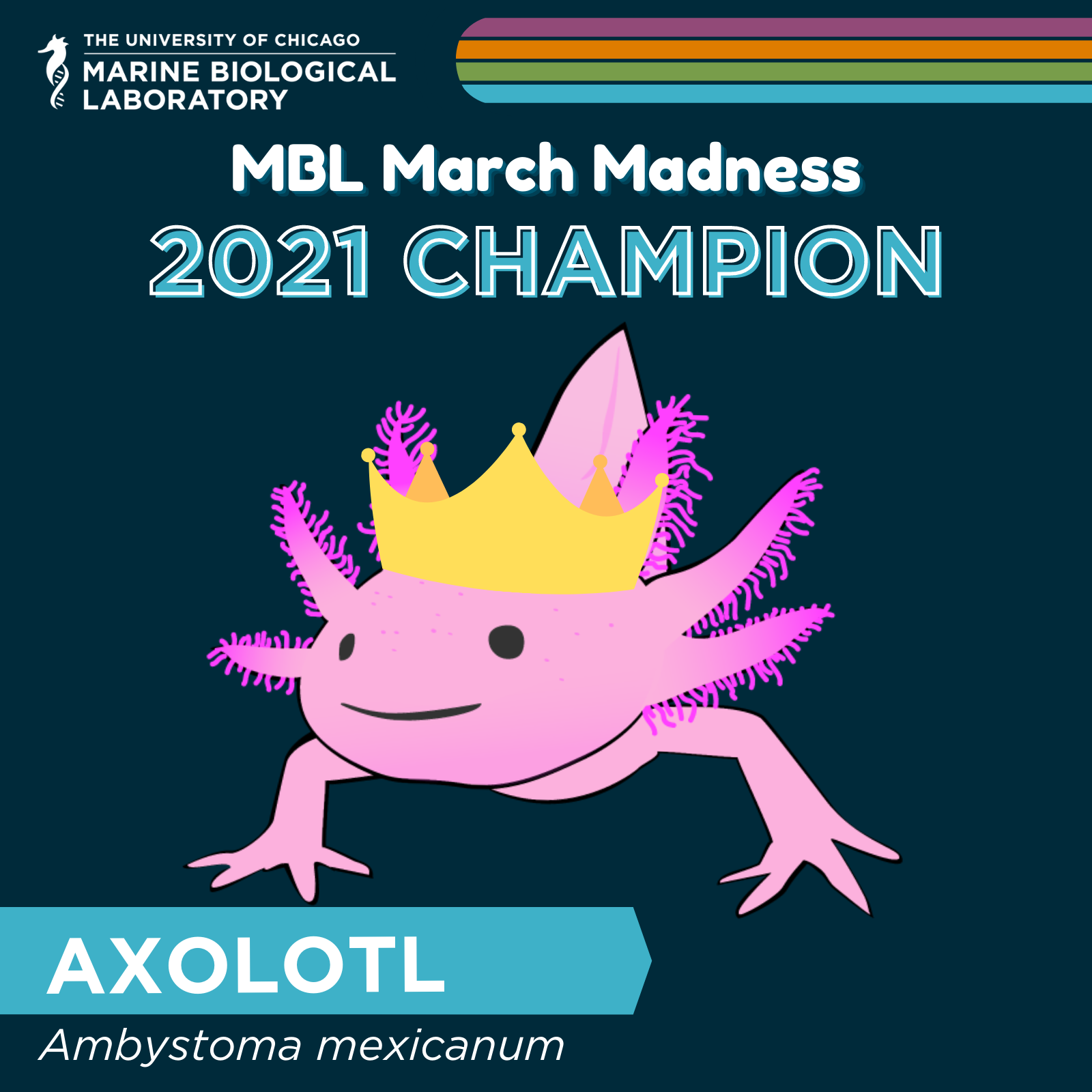 mbl march madness 2021 champion: The Axolotl!