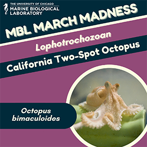 MBL March Madness: California Two-Spot Octopus (octopus bimaculoides)