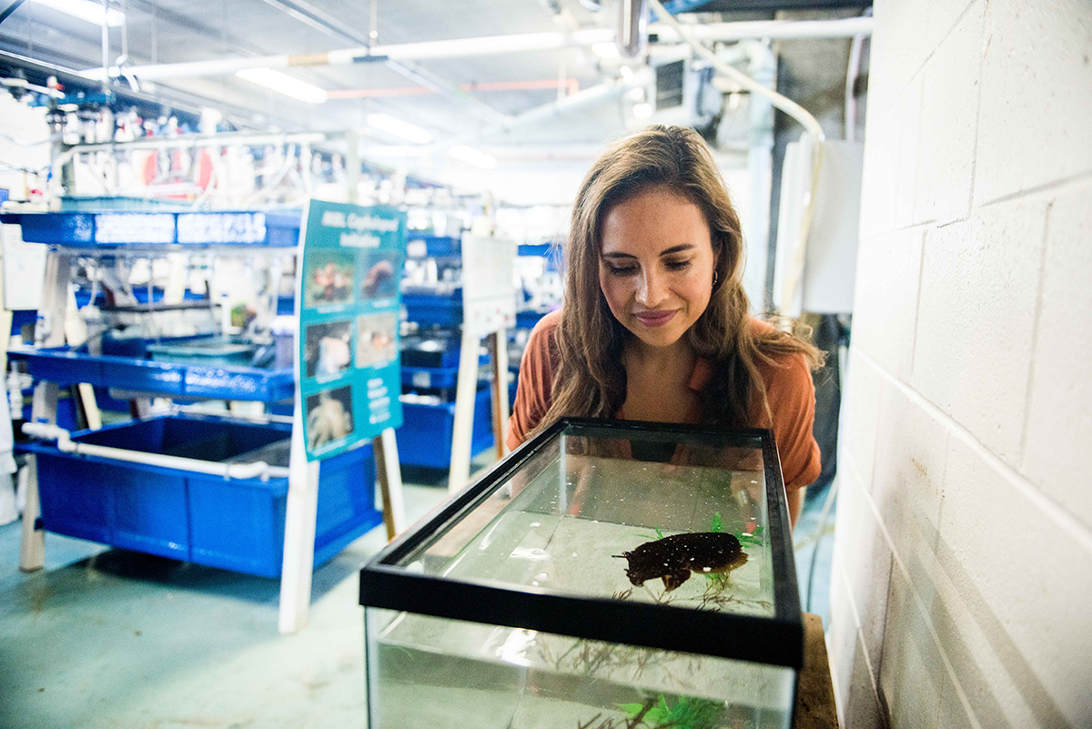 Alex Schnell with a common cuttlefish in the MBL's Marine Resources Center. Photo courtesy of the Grass Foundation.