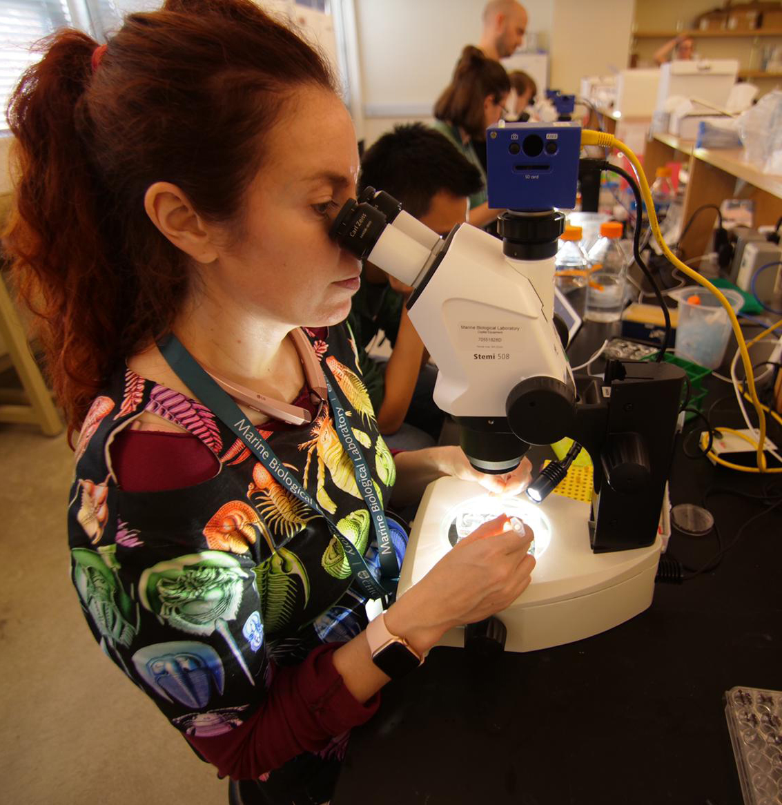 Heather Bruce dissecting crustacean embryos, wearing an arthropod shirt of her own design. Credit: Eric Chen