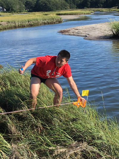 Gaibo Zhang , a 4th-year Economics/Computer Science major, measures a transect of Little Sippewissestt Marsh, Falmouth, for the “Microbiomes Across Environments” course. Credit: David Mark Welch