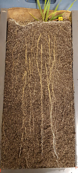Grass roots growing in soil, ready for imaging