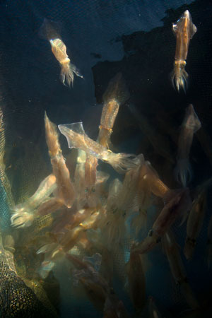 The Woods Hole squid, Doryteuthis pealeii, aboard the MBL collecting boat, The Gemma. Credit: Daniel Cojanu