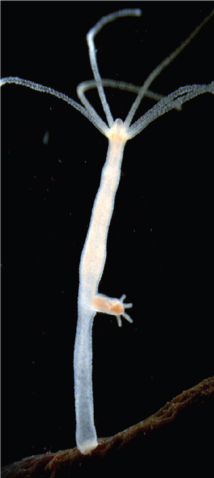 Hydra vulgaris, a small, freshwater organism.
