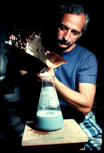 Jack Levin collects horseshoe crab blood at the MBL in 1977