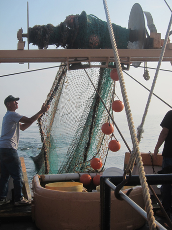 Bill Klimm brings up the collecting net on board the MBL's vessel, The Gemma. Credit: Laurel Hamers