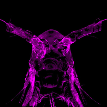 Live plankton in PEG hydrogel, imaged with confocal microscopy.