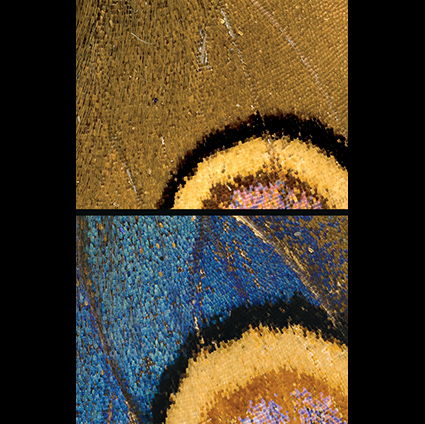 Magnified view of the wings of two buckeye butterflies. At top, just a few scattered blue scales are within the wing’s eyespot. Below, there is a large increase in the number of blue scales across the wing.  This is due to an increase in the thickness of the scale lamina, creating a shift from brown/gold scales to blue scales.  Credit:  Rachel Thayer