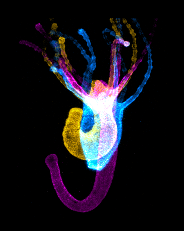 The team used a technique called calcium imaging that relies on fluorescent markers to indicate muscular activity as Hydra elongated (magenta), contracted (cyan) and bent (yellow). Credit: John Szymanski