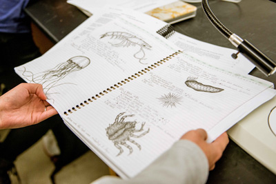 Drawings of marine organisms and notes on their anatomy by Jennifer Teng, a 4th-year Biology major and student in the Marine Invertebrates course. Credit: Megan Costello