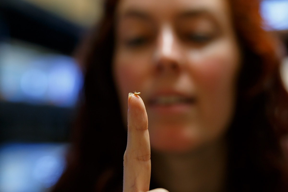 Patel lab Research Associate Heather Bruce balances the tiny crustacean Parhyale on her fingertip. Credit Dee Sullivan