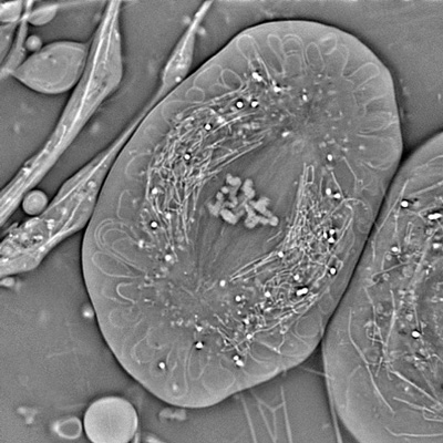 Crane fly spermatocyte (full metaphase of meiosis-I), imaged with OI-DIC. Credit: Michael Shribak