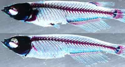 A medaka fish with normal dorsal and paired pectoral/pelvic fins. Bottom: When the ZRS and sZRS enhancers are knocked out, the fins do not develop normally. (Credit: Shubin, Gómez-Skarmeta, et al)