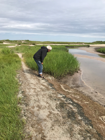 Mitchell Sogin leads the crew through Little Sippewissett Marsh in Falmouth