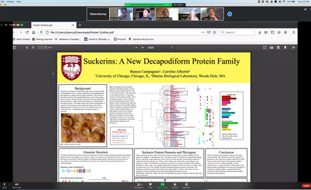 Metcalf fellow Bianca Campagnari analyzed a protein family found in cephalopods