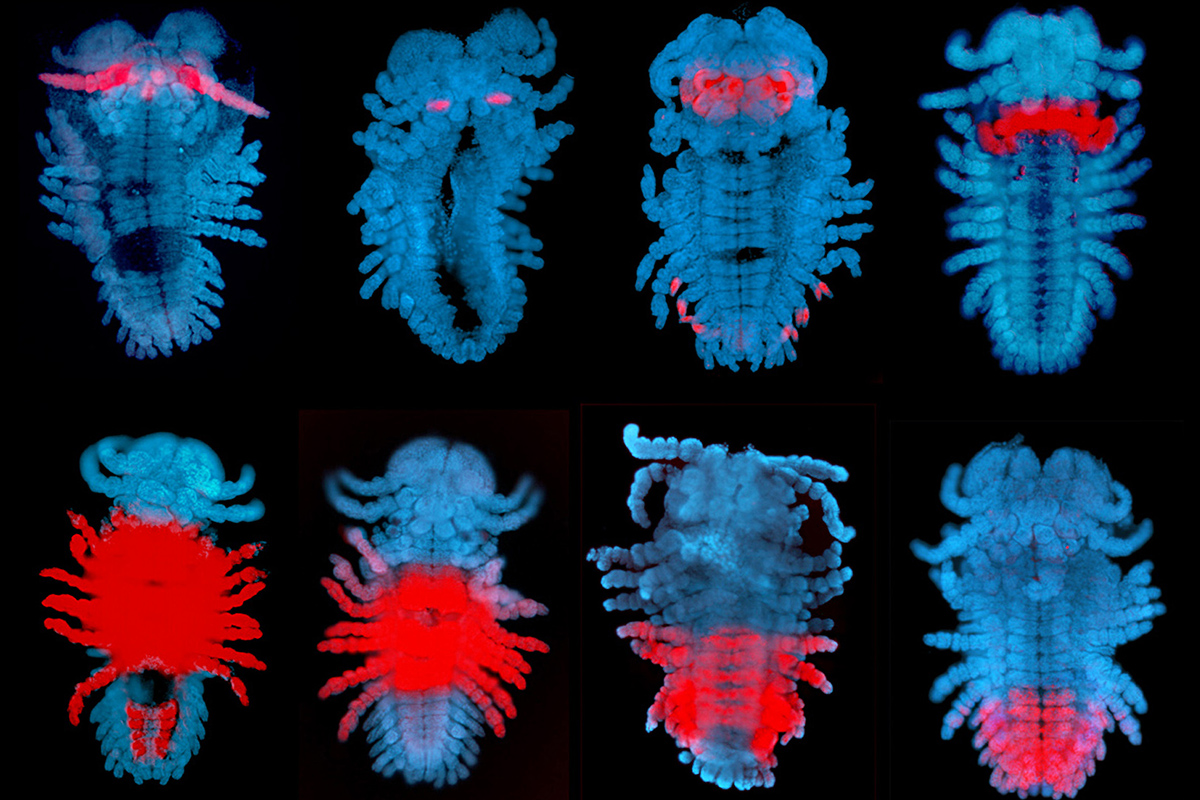 Embryos of the amphipod crustacean, Parhyale hawaiensis, at about halfway through embryonic development. The red staining shows the expression pattern of different Hox (homeotic) genes along the anterior-posterior axis. Credit: Julia Serano, Danielle Liubicich and Nipam Patel