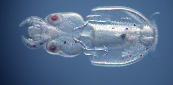 squid hatchling