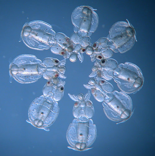 Ring of squid hatchling mosaics (Doryteuthis pealeii). Credit: Karen Crawford