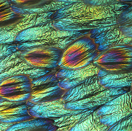 Underside of artificially selected blue buckeye butterfly wing scales, showing their iridescent lamina colors. Credit: Rachel Thayer 