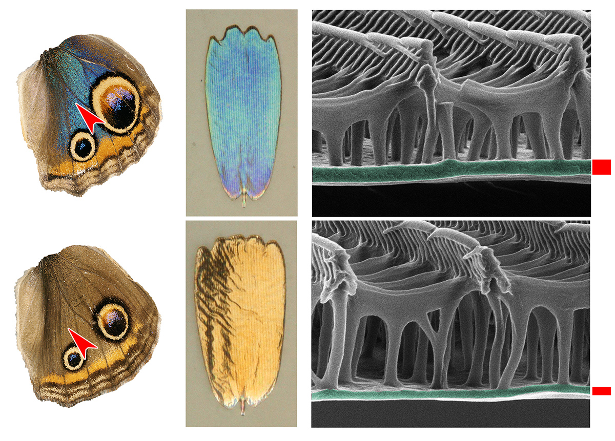 Scale lamina thickness controls the color of scales. Upper left: wing from a bred blue buckeye; lower left: brown wing of a typical buckeye. Middle panel: Scales removed from these wings, showing the striking blue and gold colors respectively. Right: Scale cross-sections showing the lamina is 75% thicker for blue scales than for gold scales. Credit: Rachel Thayer