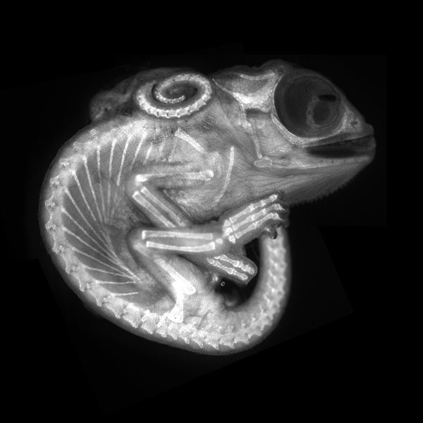 Chameleon embryo. Credit: Allan Carrillo-Baltodano and David Salamanca