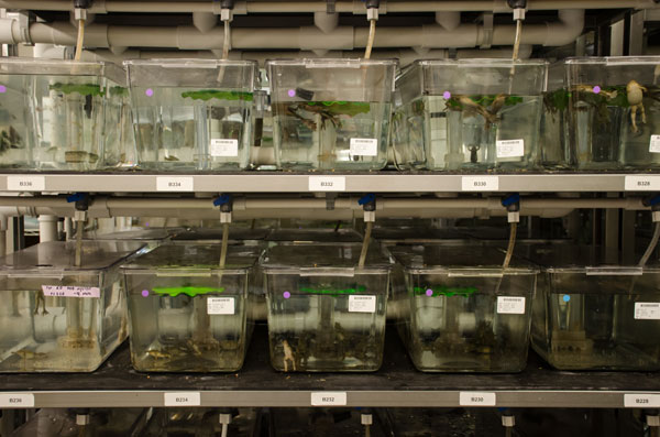 Frog tanks in the National Xenonpus Resource at the MBL.
