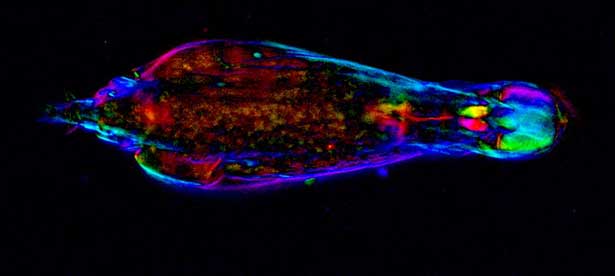 Bdelloid rotifer Adineta vaga in motion under video-enhanced polychromatic polarization microscope