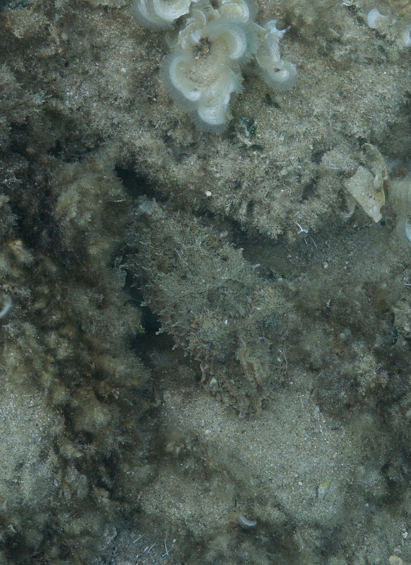 A well-camouflaged cuttlefish can fool a predator’s eye. Here, the cuttlefish is expressing skin colors, patterns and texture that make it look similar to the algae covered rocks that surround it