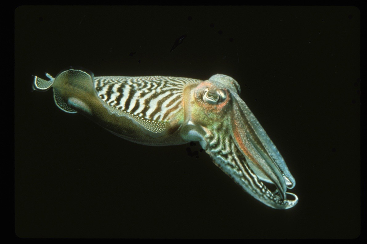 Male cuttlefish (Sepia officinalis) displaying zebra stripe while guarding a female mate. Credit: Roger Hanlon