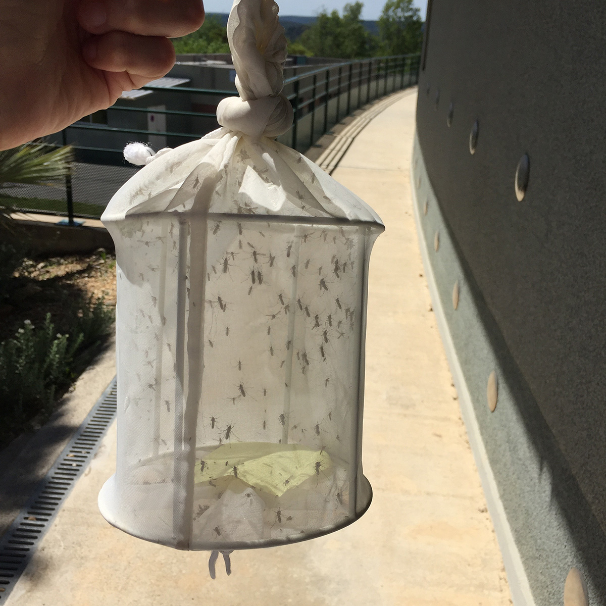 A trap of Culex pipiens mosquitoes from France, provided by EID (Entente Interdépartementale Démoustication) in Montpellier, France. Credit: Julie Reveillaud