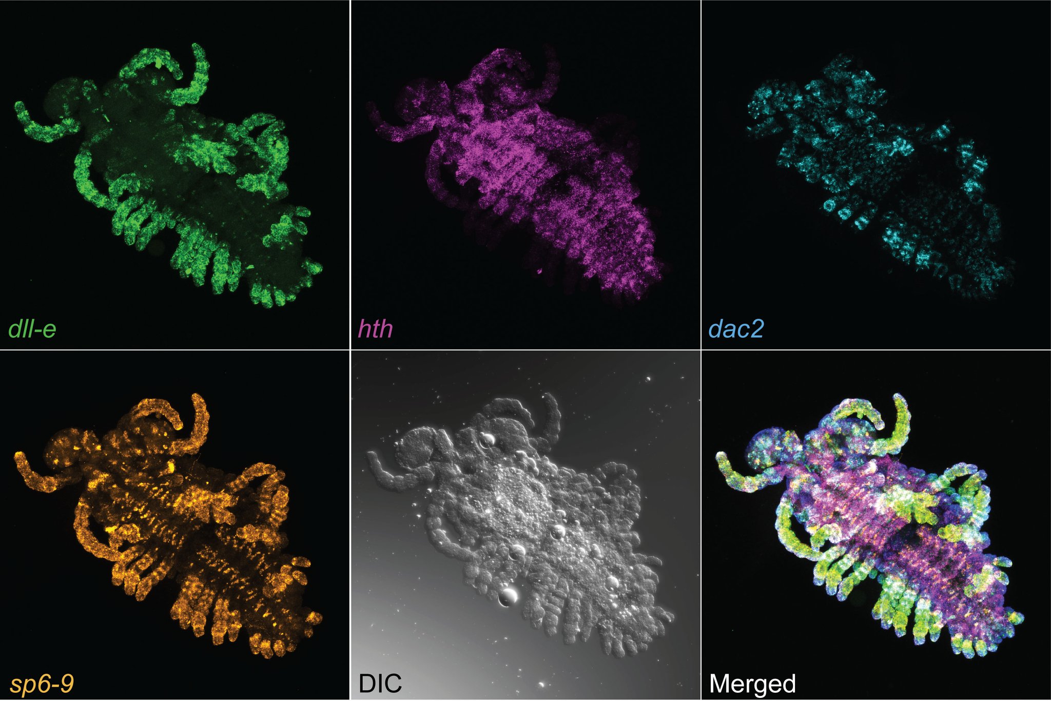 a set of gap genes in parhyale hawaienis