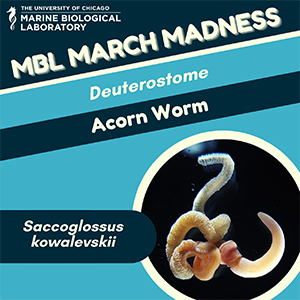 mbl march madness: acorn worm (saccoglossus kowalevskii)