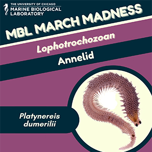 MBL March Madness - Annelid Worm (platynereis dumerilli)
