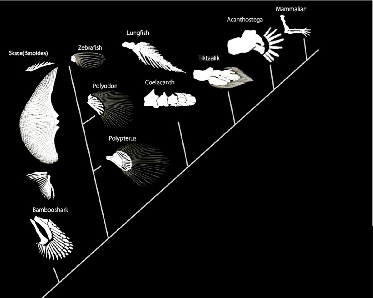 Diversity and evolution of fins and appendages. Skates (top left), sharks and rays belong to an ancient ancestral group of cartilaginous fishes. Tiktaalik is the transitional fish-amphibian fossil that Neil Shubin and colleagues found. By comparing how embryonic development is genetically regulated in different vertebrates, scientists can spot the evolution of novelty in the lineage – such as fins transitioning into limbs. Illustration by J. Westlund