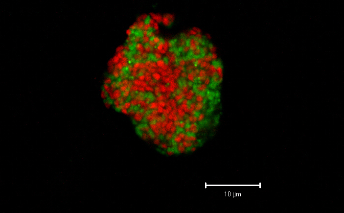 Cells in this cluster of archaea (ANME-2 cells, red) and bacteria (Desulfosarcina / Desulfococcus species, green) work together to harvest energy from methane at seafloor seeps. These organisms have very slow growth rates with a minimum doubling time of a few months, making them very difficult to cultivate and study in the lab. Image courtesy Katrin Knittel (MPI Bremen)