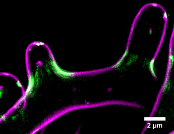 The filamentous fungus Ashbya gossypii. The plasma membrane is visualized in magenta (FM-464), and the septin Cdc11a-GFP is in green. Credit: Andrew Bridges.